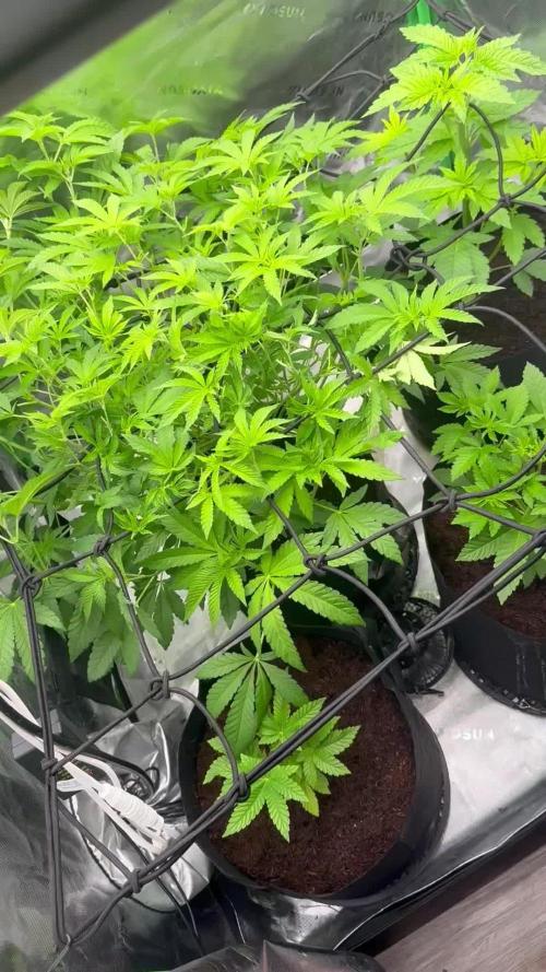 mellowz  2025 fresh frozen rosin run