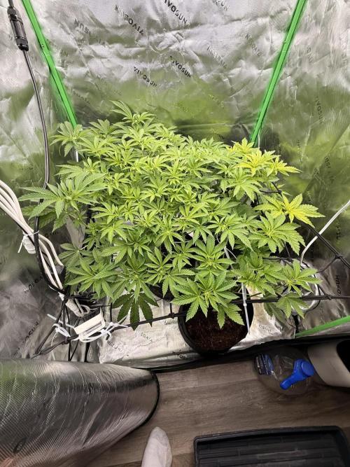 mellowz  2025 fresh frozen rosin run. Week 9