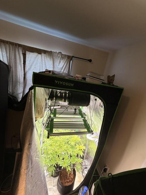 mellowz  2025 fresh frozen rosin run. Week 9