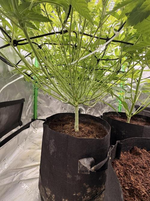 mellowz  2025 fresh frozen rosin run. Week 9