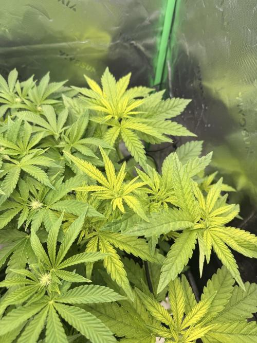 Lemonpaya coco fall 2025. Week 5