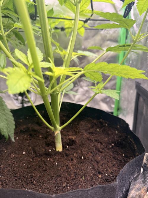 Lemonpaya coco fall 2025. Week 5