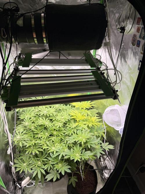 mellowz  2025 fresh frozen rosin run. Week 10