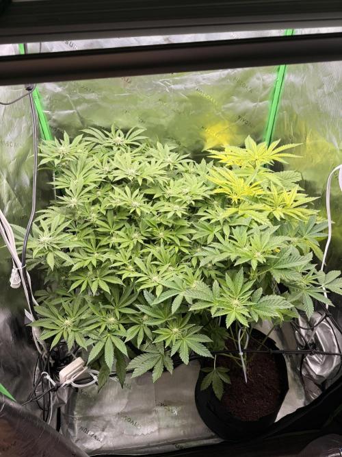 mellowz  2025 fresh frozen rosin run. Week 10