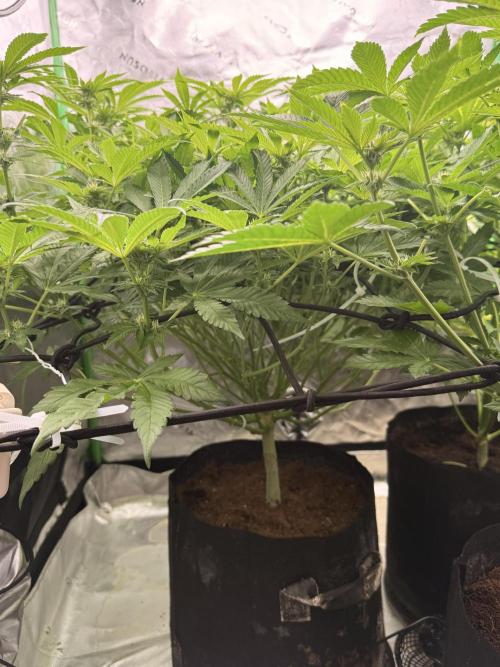 mellowz  2025 fresh frozen rosin run. Week 10