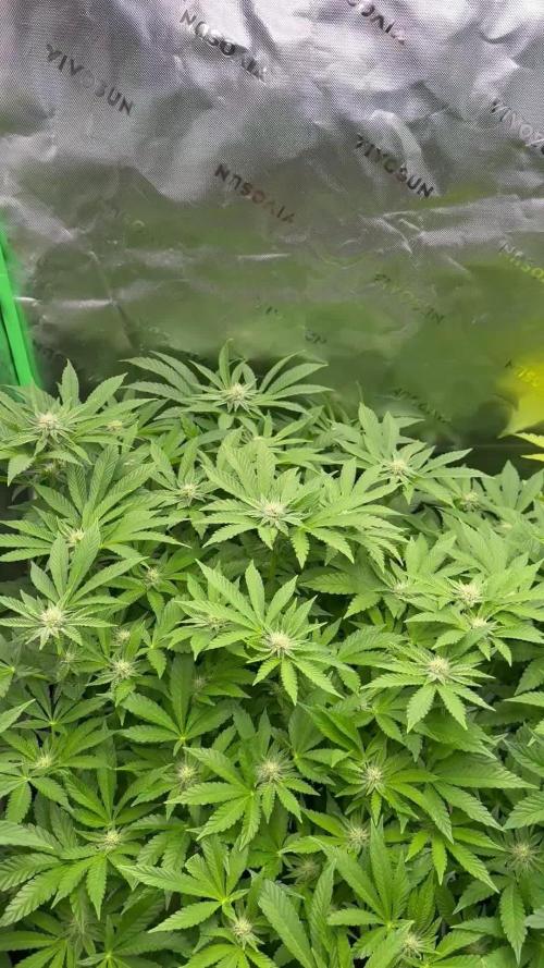 mellowz  2025  rosin run