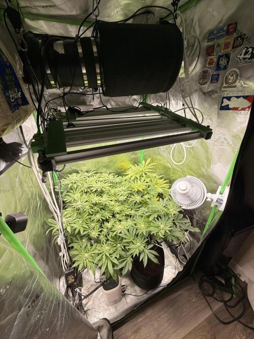 Lemonpaya coco fall 2025. Week 6