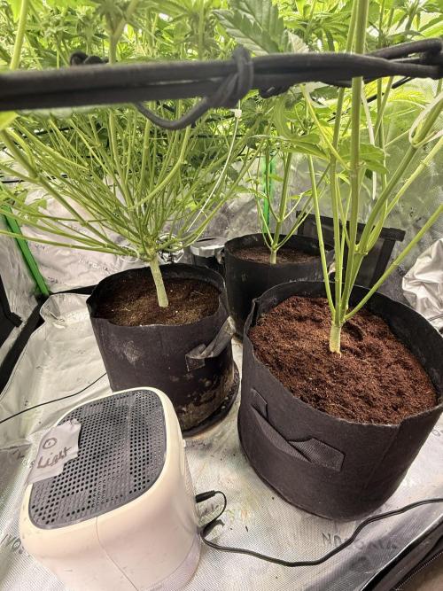 Lemonpaya coco fall 2025. Week 6