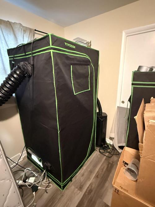 Lemonpaya coco fall 2025. Week 6