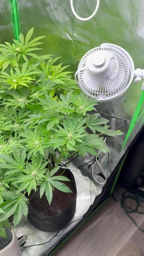 Lemonpaya coco fall 2025