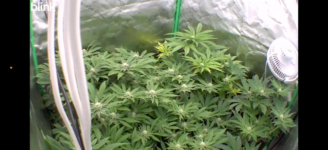 Lemonpaya coco fall 2025. Week 6