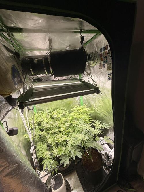 mellowz  2025  rosin run. Week 11