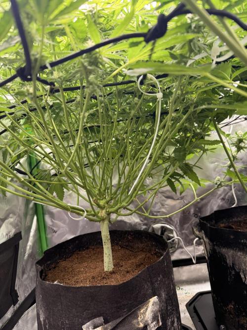 mellowz  2025  rosin run. Week 11