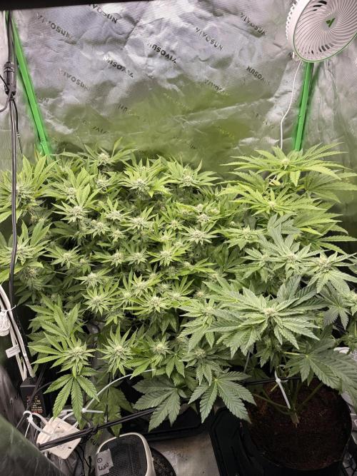 mellowz  2025  rosin run. Week 11