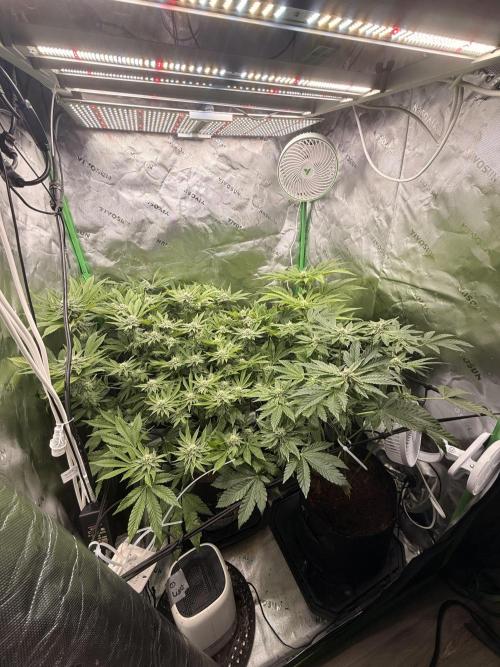 mellowz  2025  rosin run. Week 11