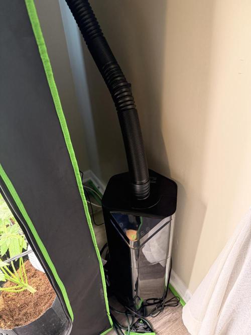 mellowz  2025  rosin run. Week 11