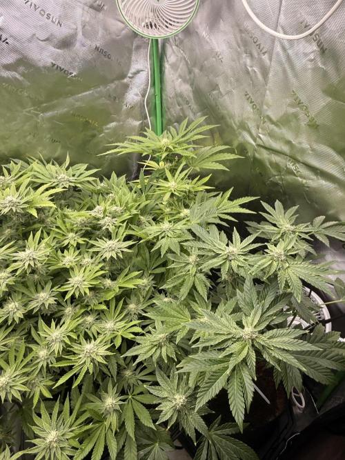 Lemonpaya coco fall 2025. Week 7