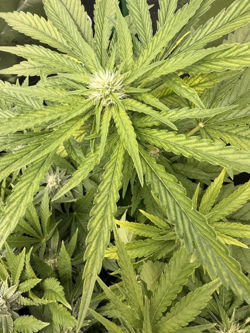 Lemonpaya coco fall 2025. Week 7