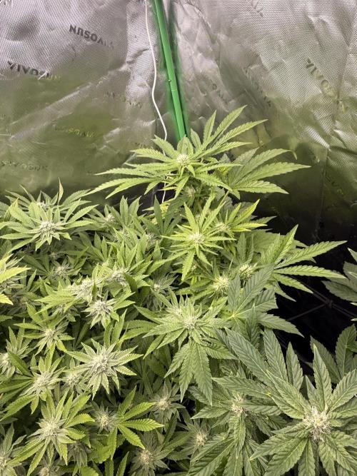 Lemonpaya coco fall 2025. Week 7