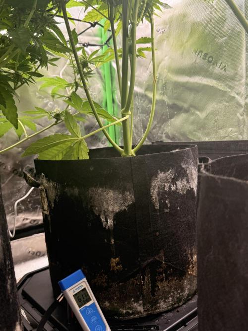 Lemonpaya coco fall 2025. Week 7