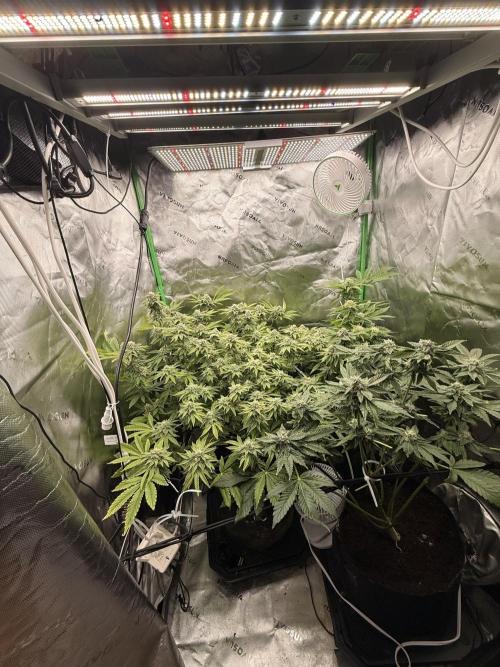 mellowz  2025  rosin run. Week 12