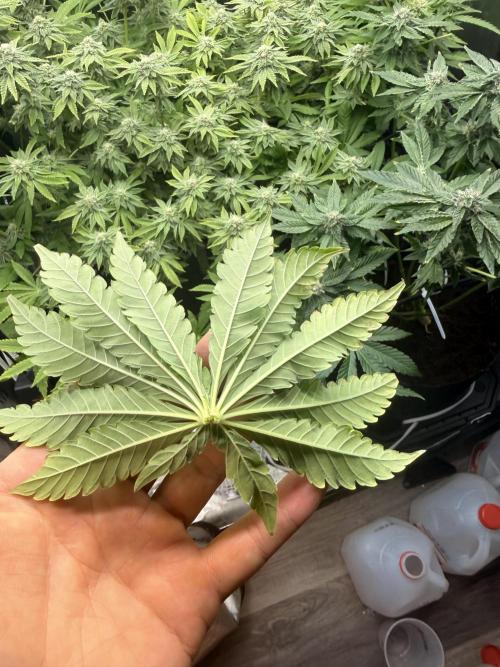 mellowz  2025  rosin run. Week 12