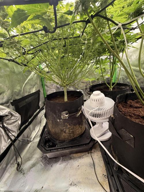 mellowz  2025  rosin run. Week 12