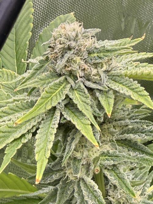 mellowz  2025  rosin run. Week 12