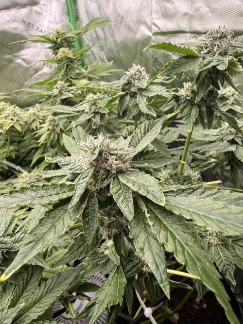 mellowz  2025  rosin run. Week 12