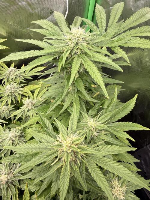 Lemonpaya coco fall 2025. Week 8