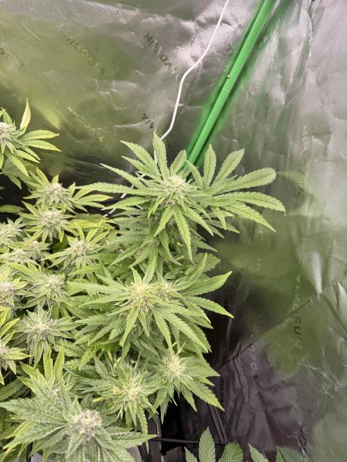 Lemonpaya coco fall 2025. Week 8