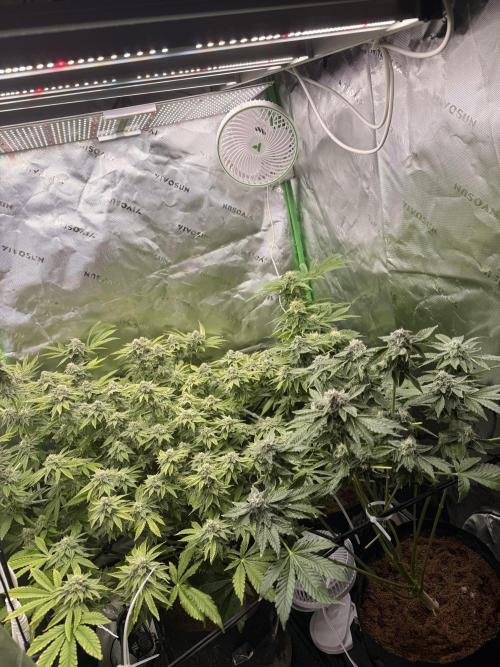 Lemonpaya coco fall 2025. Week 8