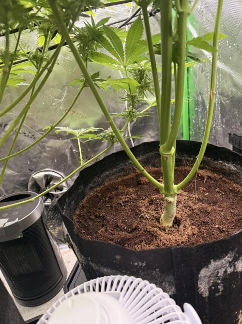 Lemonpaya coco fall 2025. Week 8