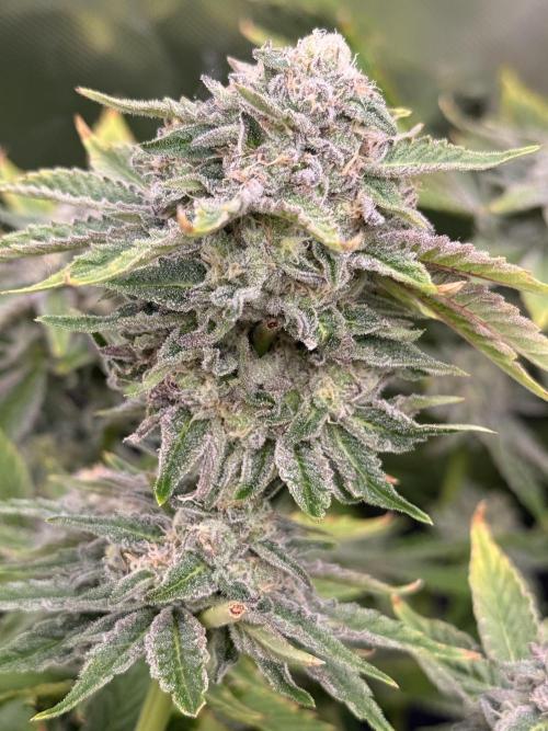 mellowz  2025  rosin run. Week 13