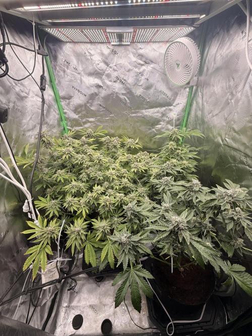 mellowz  2025  rosin run. Week 13