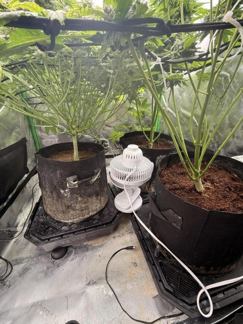 mellowz  2025  rosin run. Week 13