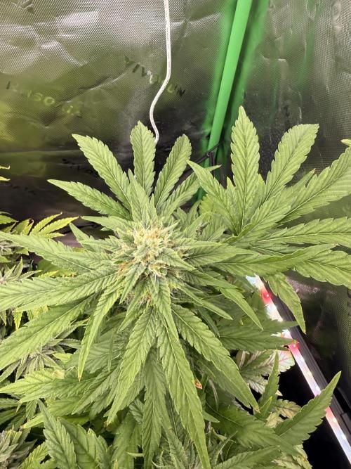 Lemonpaya coco fall 2025. Week 9