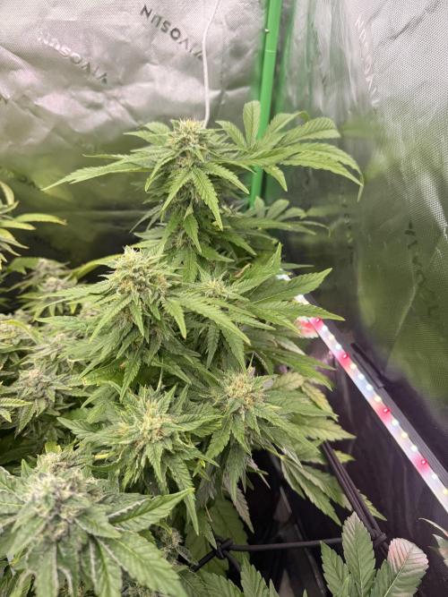 Lemonpaya coco fall 2025. Week 9