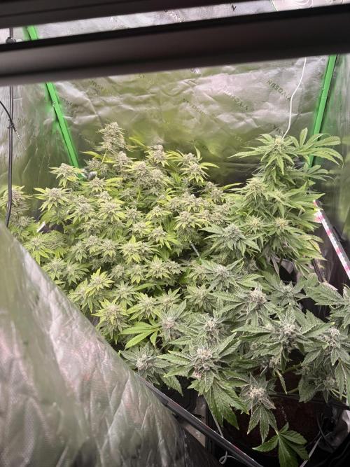 Lemonpaya coco fall 2025. Week 9