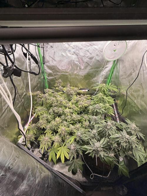 mellowz  2025  rosin run. Week 14