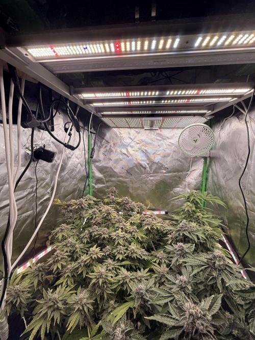 mellowz  2025  rosin run. Week 14