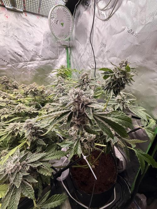 mellowz  2025  rosin run. Week 14