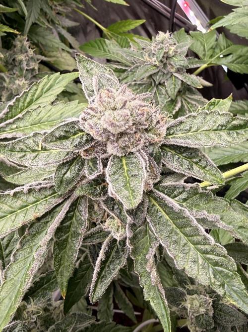 mellowz  2025  rosin run. Week 14