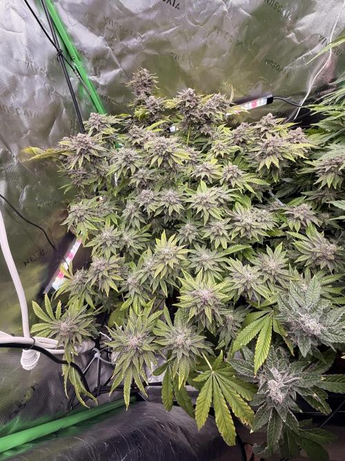 mellowz  2025  rosin run. Week 14