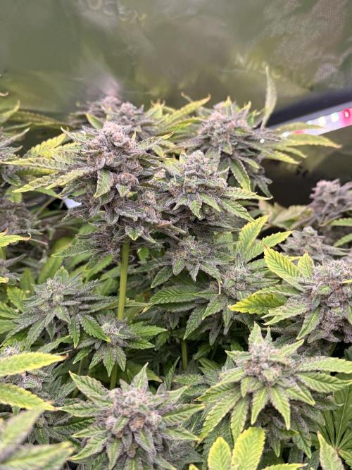 mellowz  2025  rosin run. Week 14