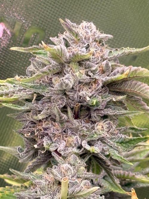 mellowz  2025  rosin run. Week 14