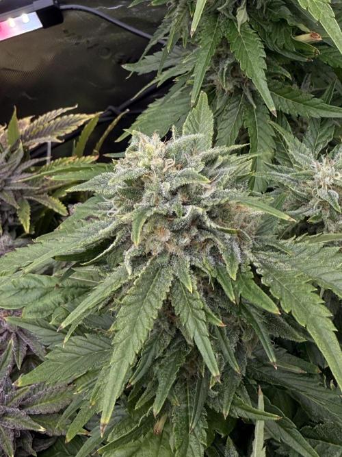 Lemonpaya coco fall 2025. Week 10