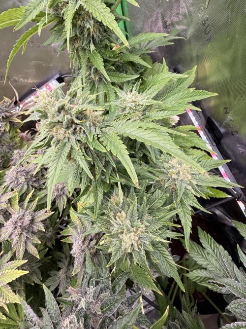 Lemonpaya coco fall 2025. Week 10