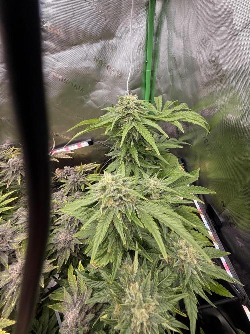 Lemonpaya coco fall 2025. Week 10