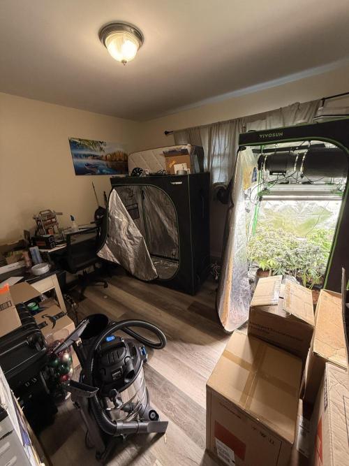 Lemonpaya coco fall 2025. Week 10